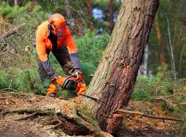 Best Tree Preservation Services  in Emmaus, PA